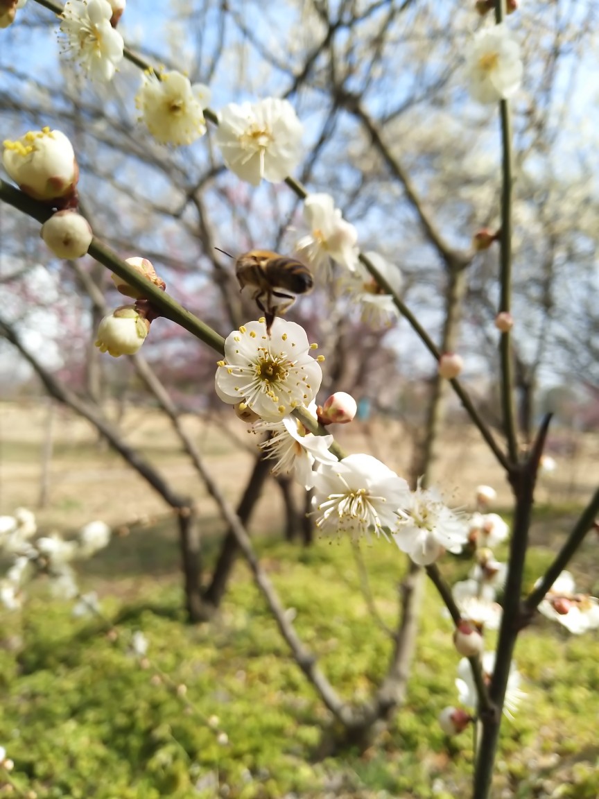 蜂与花