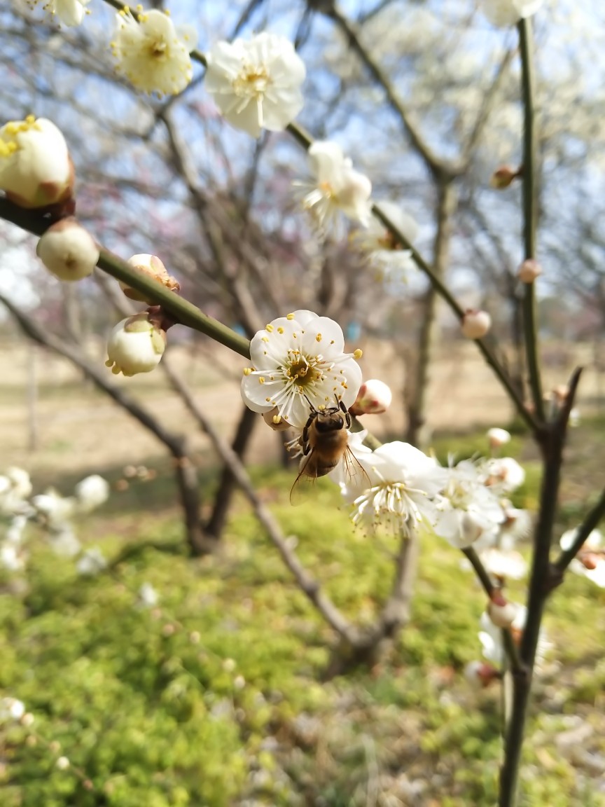 小蜜蜂