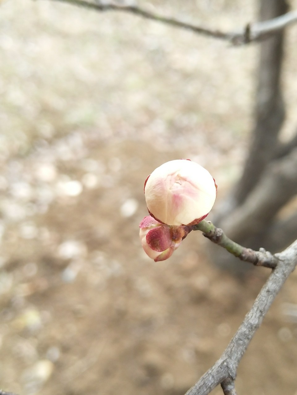 白梅花苞