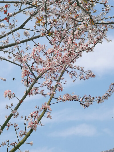 红叶李 春天