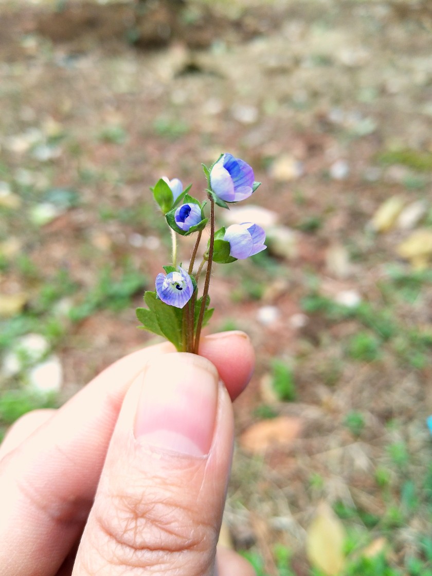 不知道是什么花