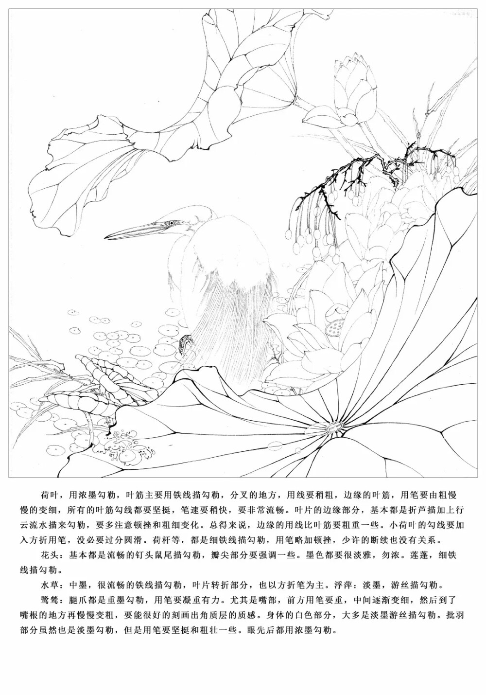 荷花白鹭
有步骤