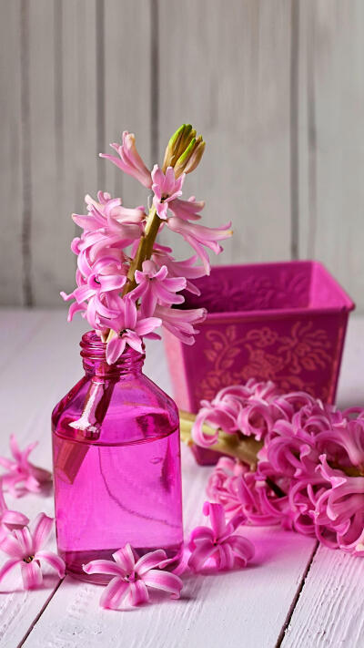 风信子被称为“西洋水仙”，各种颜色的花朵，拥有各自的寓意。