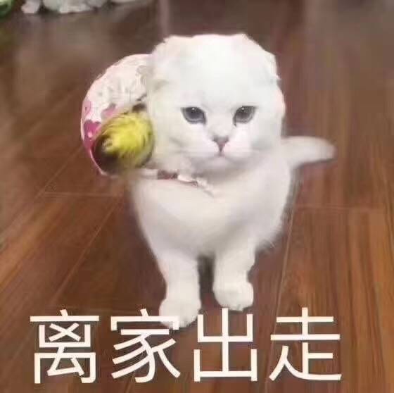 猫猫