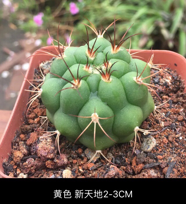 堆糖,美图壁纸兴趣社区