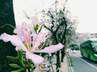 广州的春天 penny 人民北的紫荆花开了