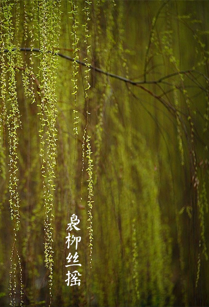 【中国节气：惊蛰】雷发东隅，潜蛰惊出。仲春时雨，翩燕始归，农家新梨。桃紅梨白，袅柳丝摇。小窗朝爽，焚香品茗。《月令七十二候集解》中说：二月节，万物出乎震，震为雷，故曰惊蛰。是蛰虫惊而出走矣。