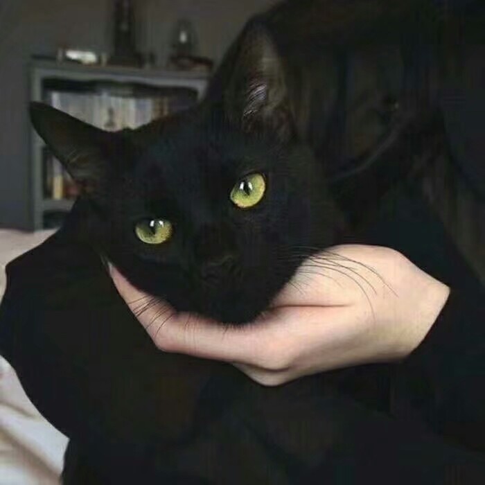 猫 萌宠 小黑脸