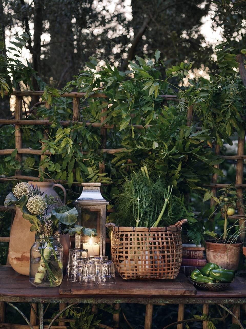 植物，风景，阳光