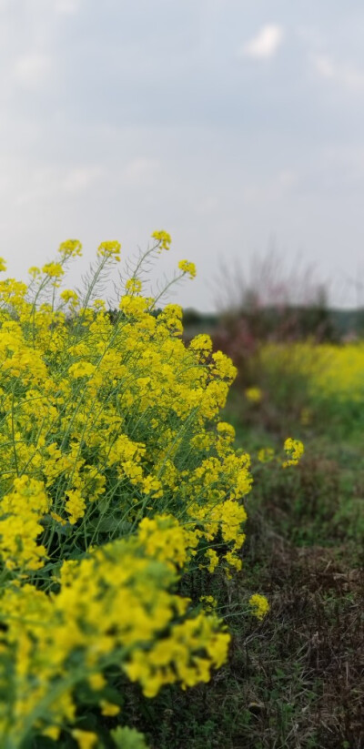 油菜花