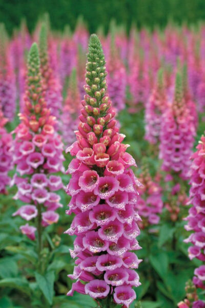 [毛地黄(Foxglove)]+
花语:+谎言