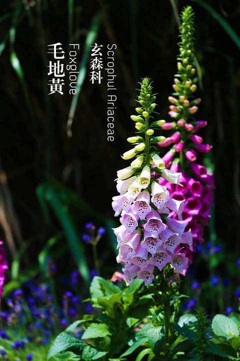 毛地黄foxglove.jpg