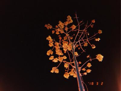 Tree in the dark