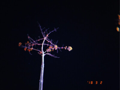 Tree in the dark