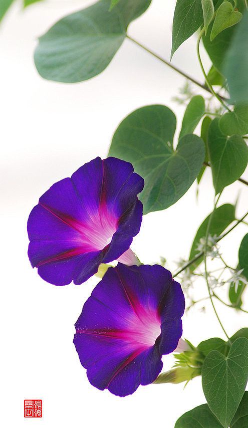 【牵牛花+】：+宋-汪应辰
叶细枝柔独立难，谁人抬起傍阑干。+
一朝引上檐楹去，不许时人眼下看。