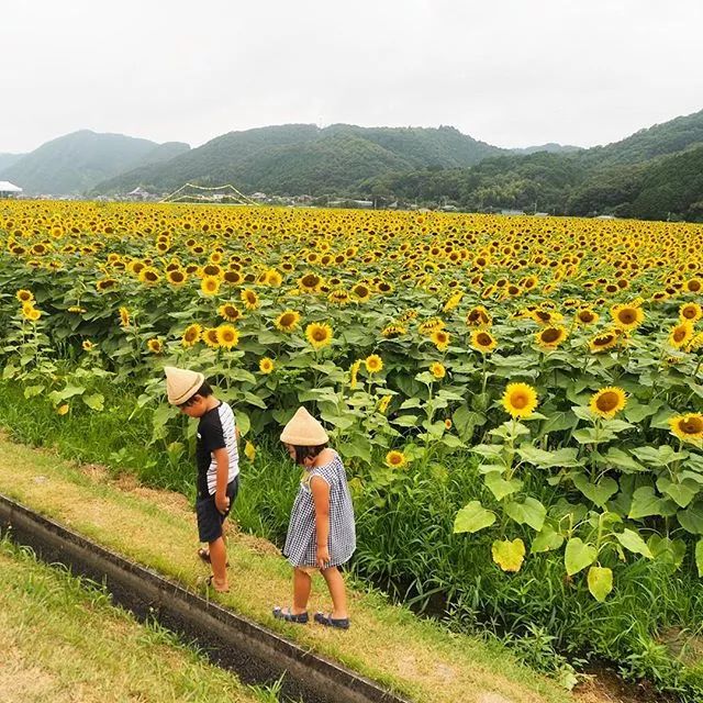 小院落