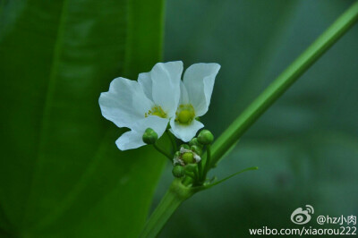 小时候最喜欢的花