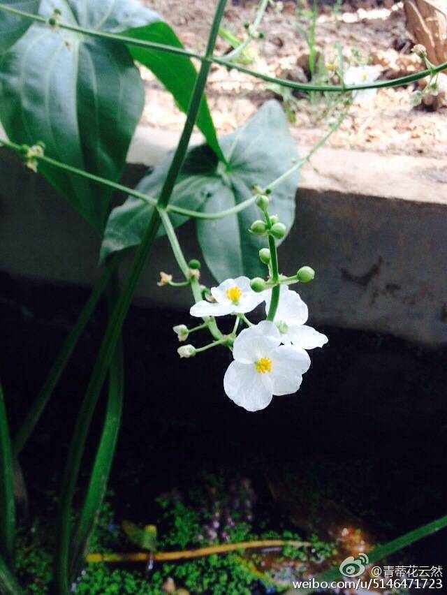 小时候最喜欢的花