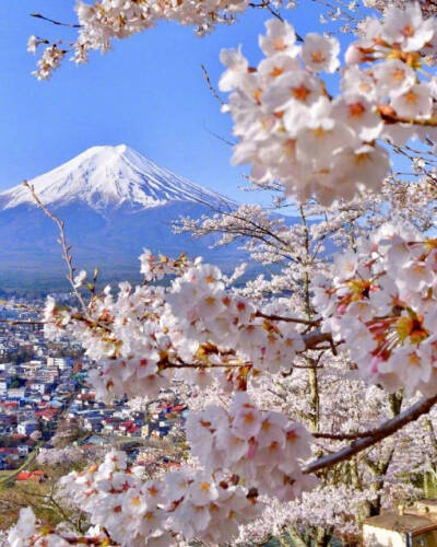 日本 富士山 樱花