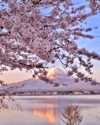 日本 富士山 樱花