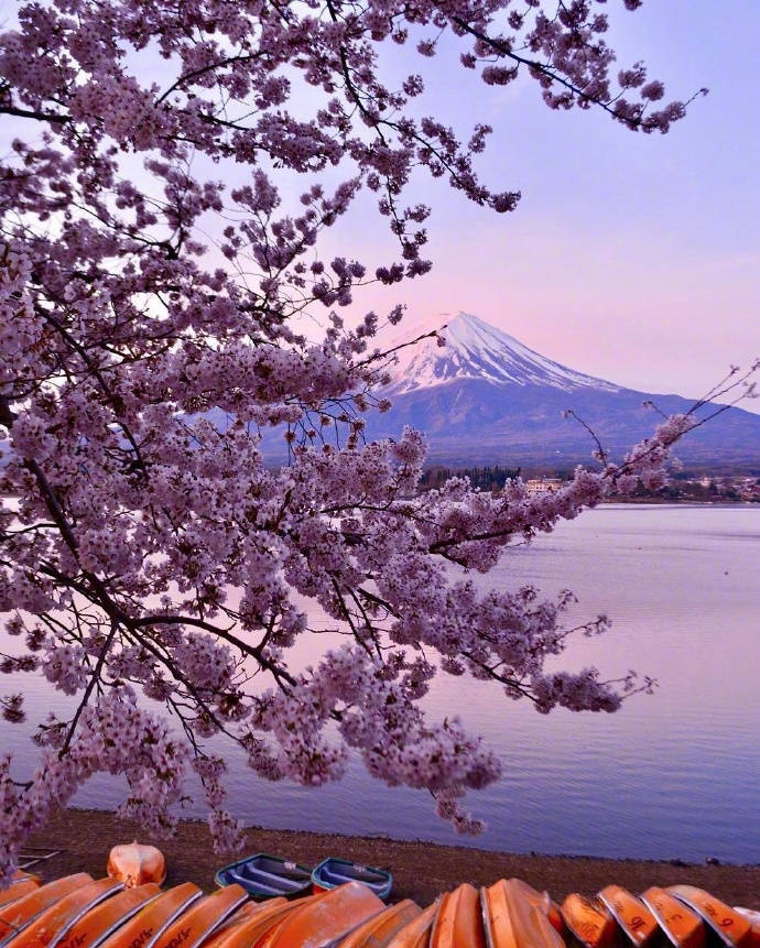 日本 富士山 樱花