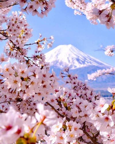 日本 富士山 樱花