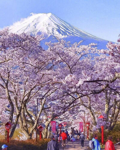 日本 富士山 樱花