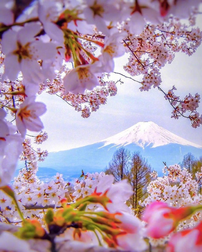 日本 富士山 樱花