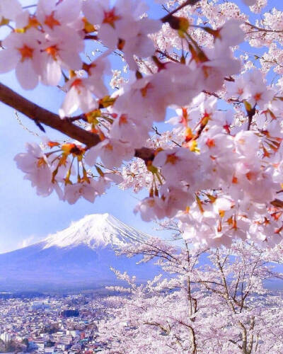 日本 富士山 樱花