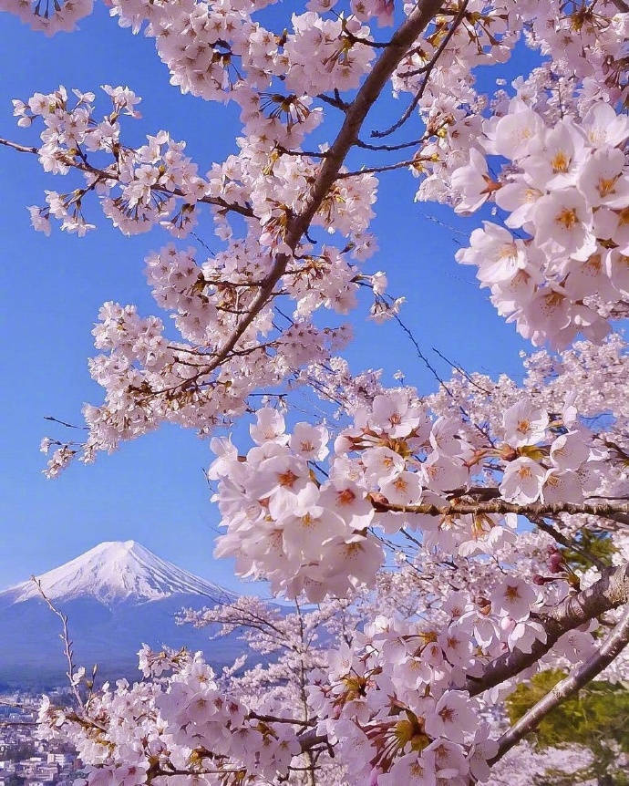 日本 富士山 樱花