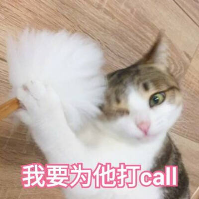 猫猫表情包