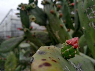 厦门植物园仙人掌