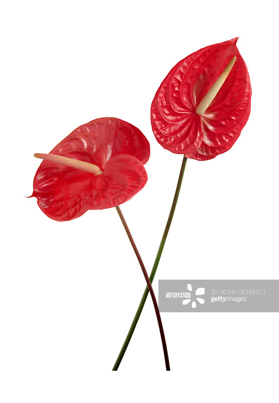 Anthurium