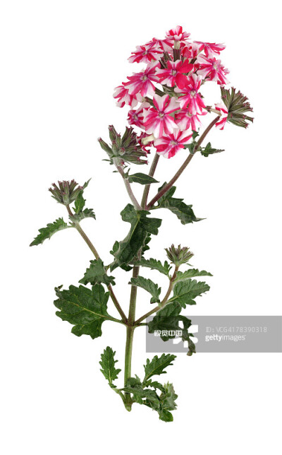 Pelargonium天竺葵