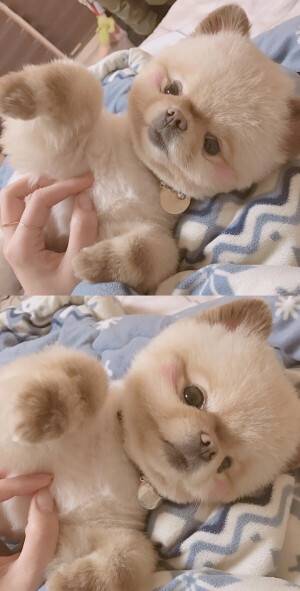 ✧⁺⸜(●˙▾˙●)⸝⁺✧

              壁纸平铺锁屏素材~