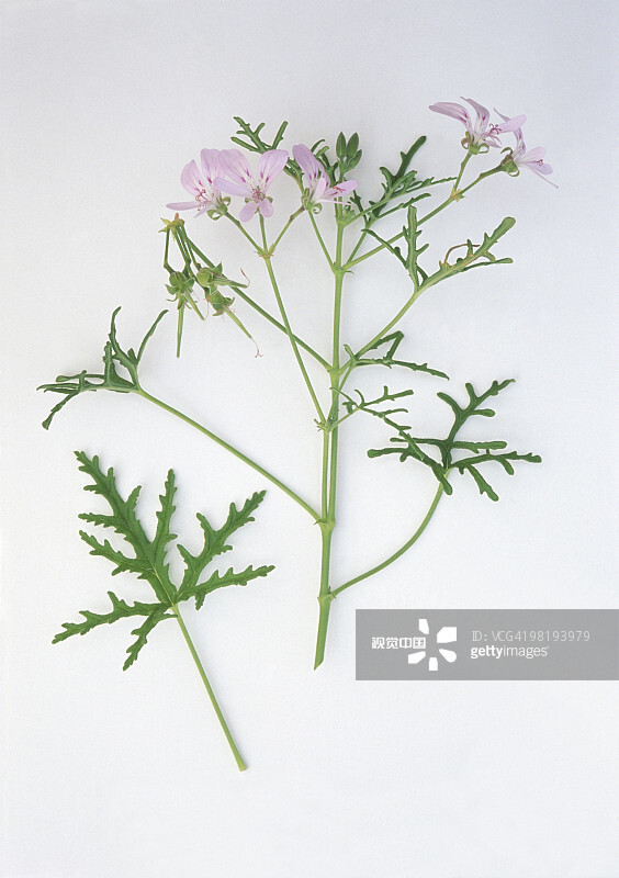 Pelargonium radens (Rasp-leaved pelargonium), stems with leaves and pale pink flowers 天竺葵