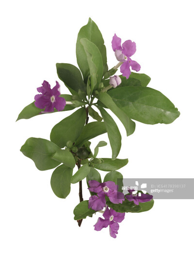 Brunsfelsia