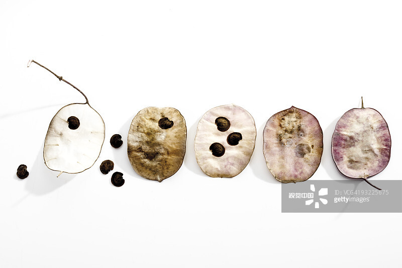 Annual honesty fruits (lunaria annua), elevated view, close-up