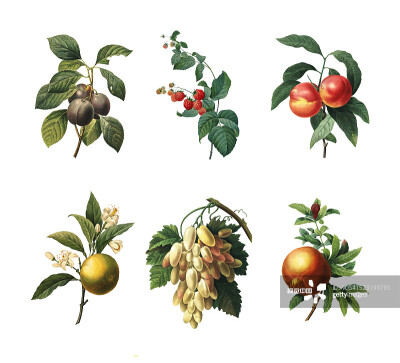 Set of various fruits | Antique Botanical Illustration