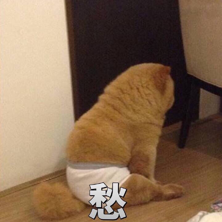 谁能想到这是一只松狮而不是一只橘猫 表情包 