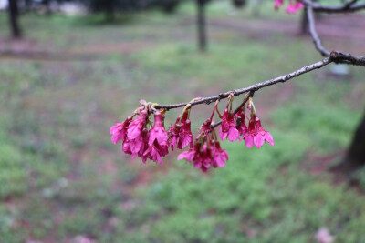 东湖磨山樱花