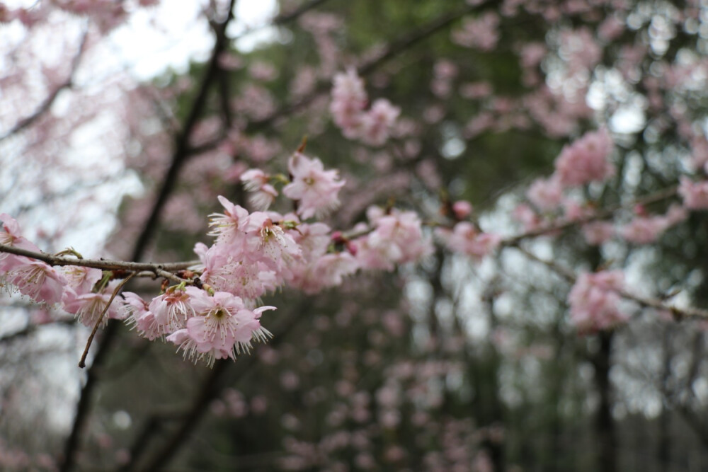 东湖磨山樱花