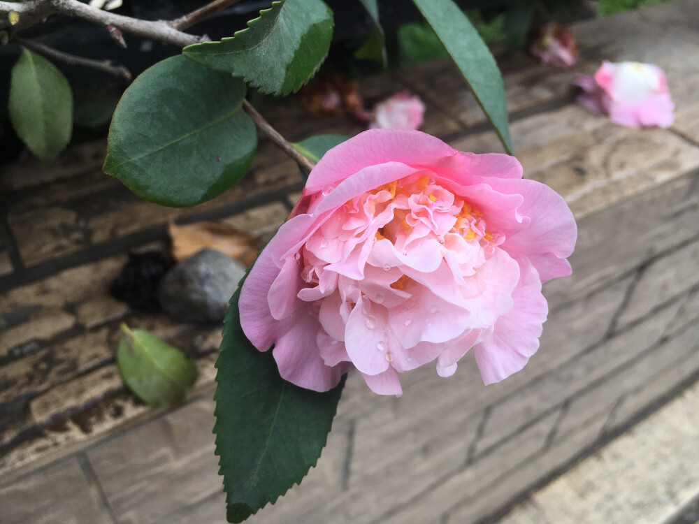 月季
粉色
花朵
壁纸
露珠