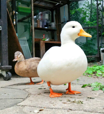 鸭鸭鸭