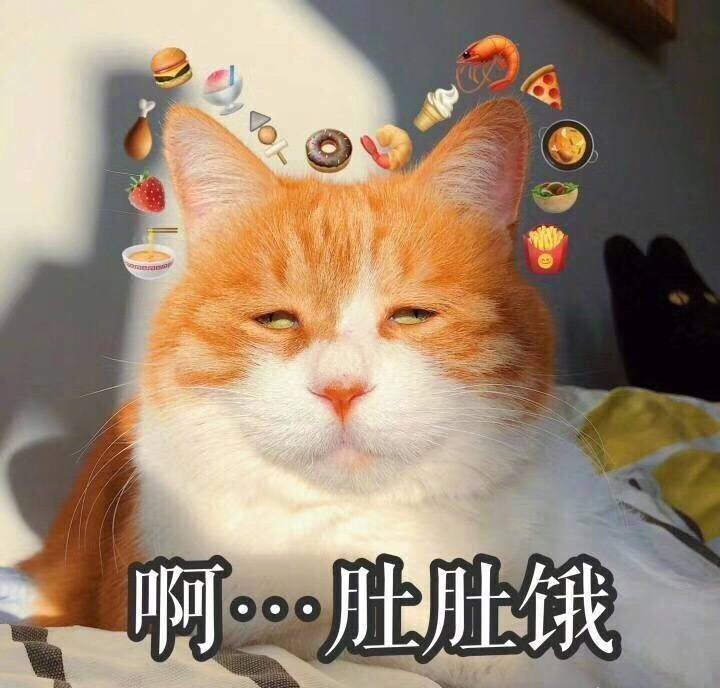 萌宠 猫咪