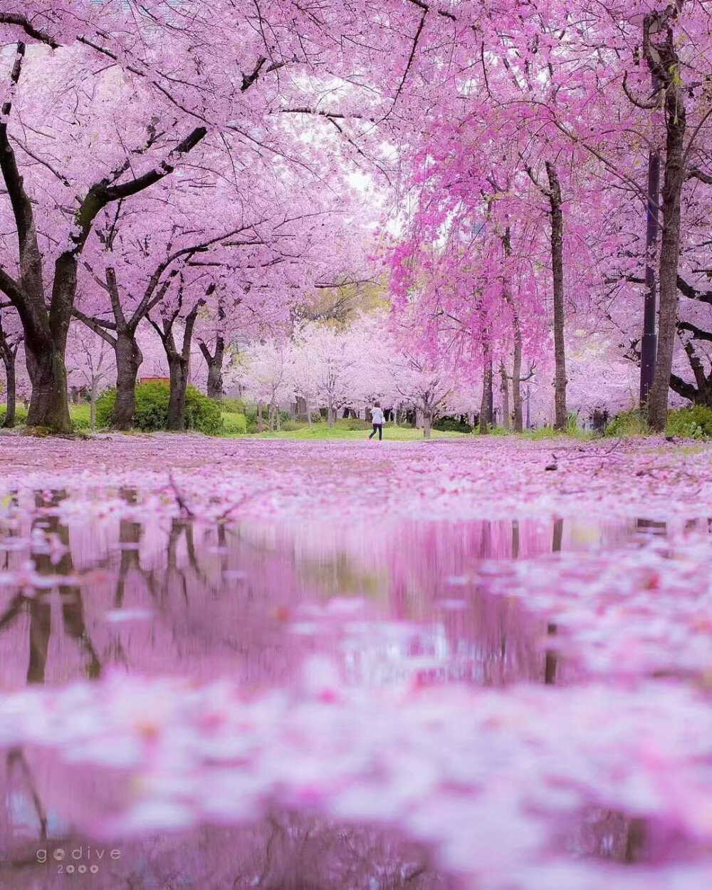 樱花 倒影 背景