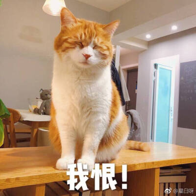 猫咪表情包
