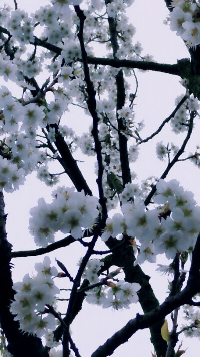 繁花春景，据说这是樱桃花