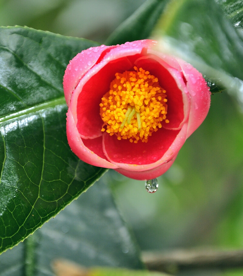 抱茎茶