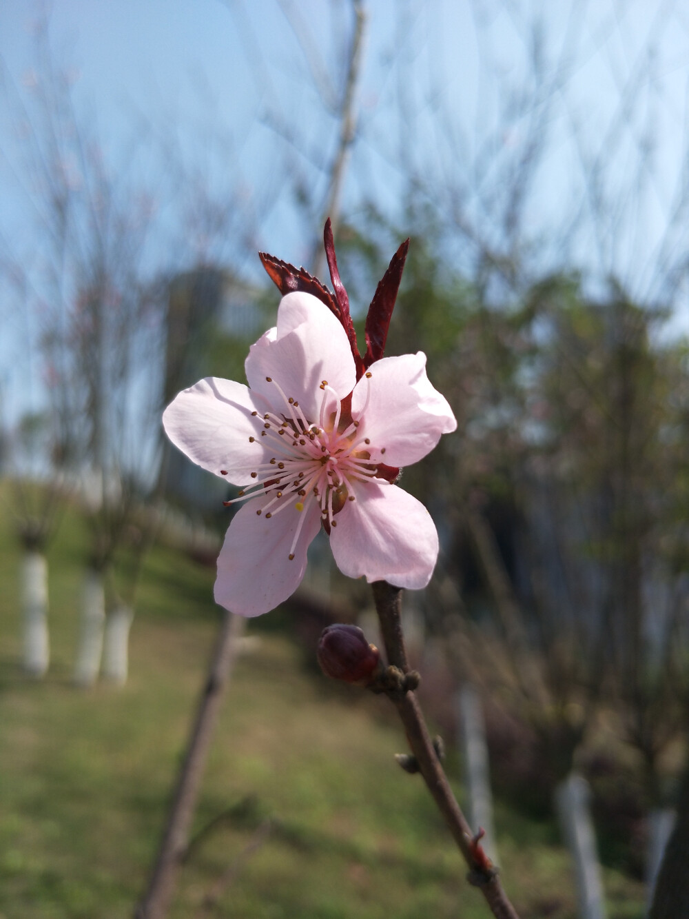 春天，阳光，嫩芽